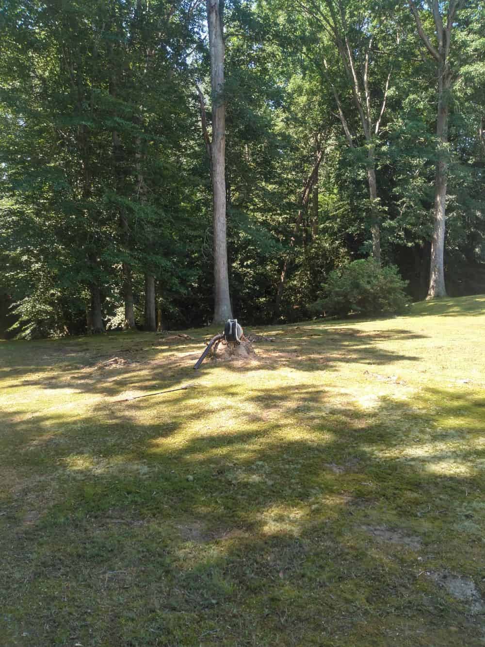 Tree Removal image
