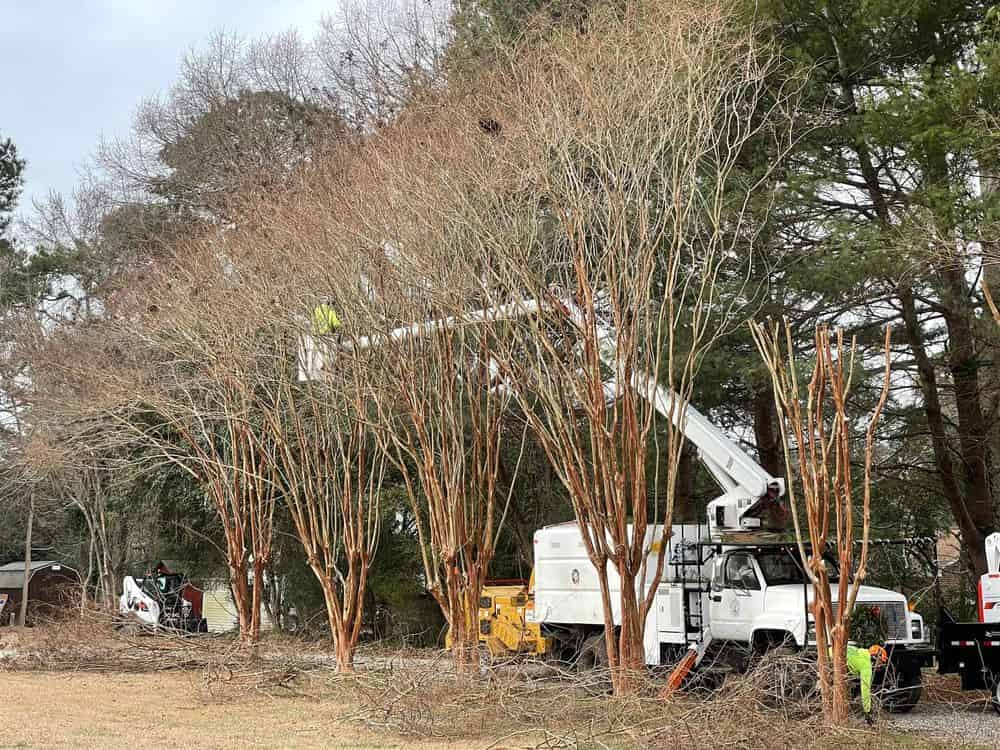 Tree Canopy Maintenance image