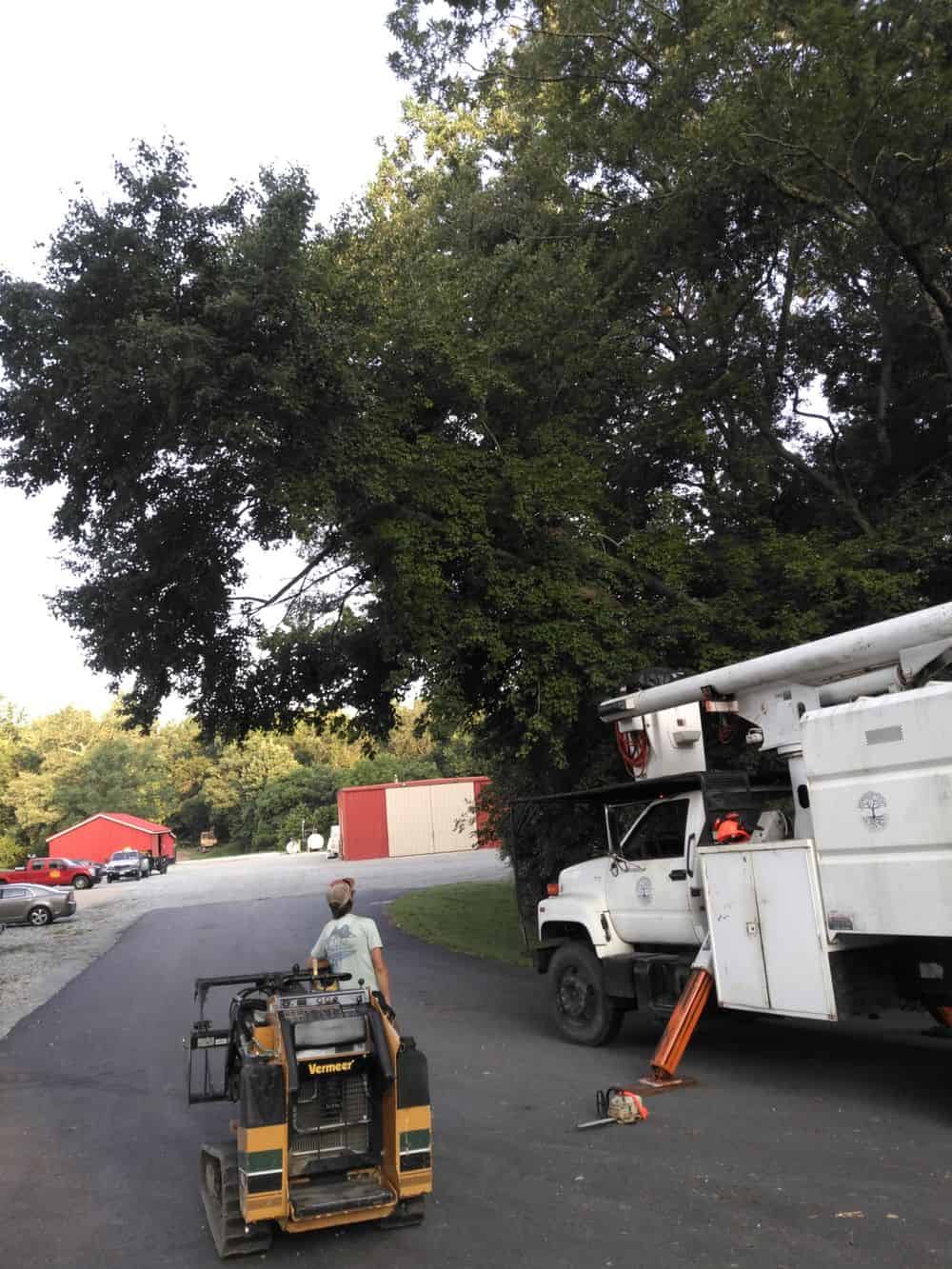 Tree Trimming image