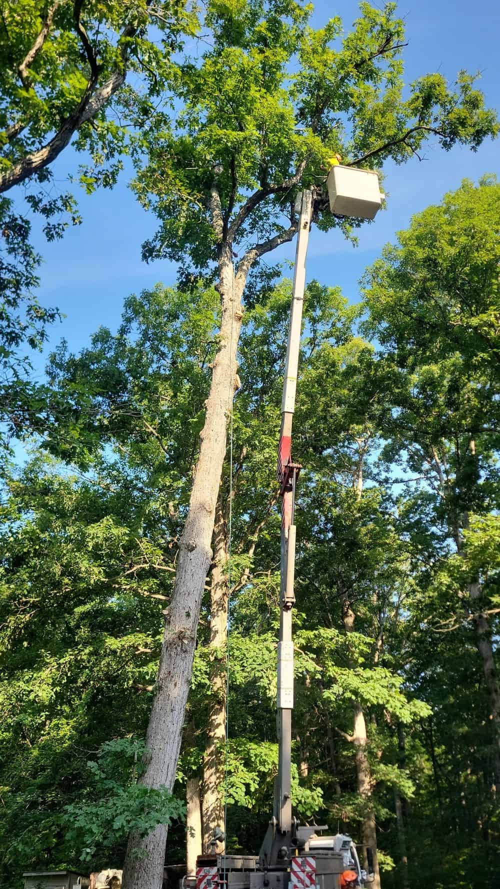 Arborist Consulting image