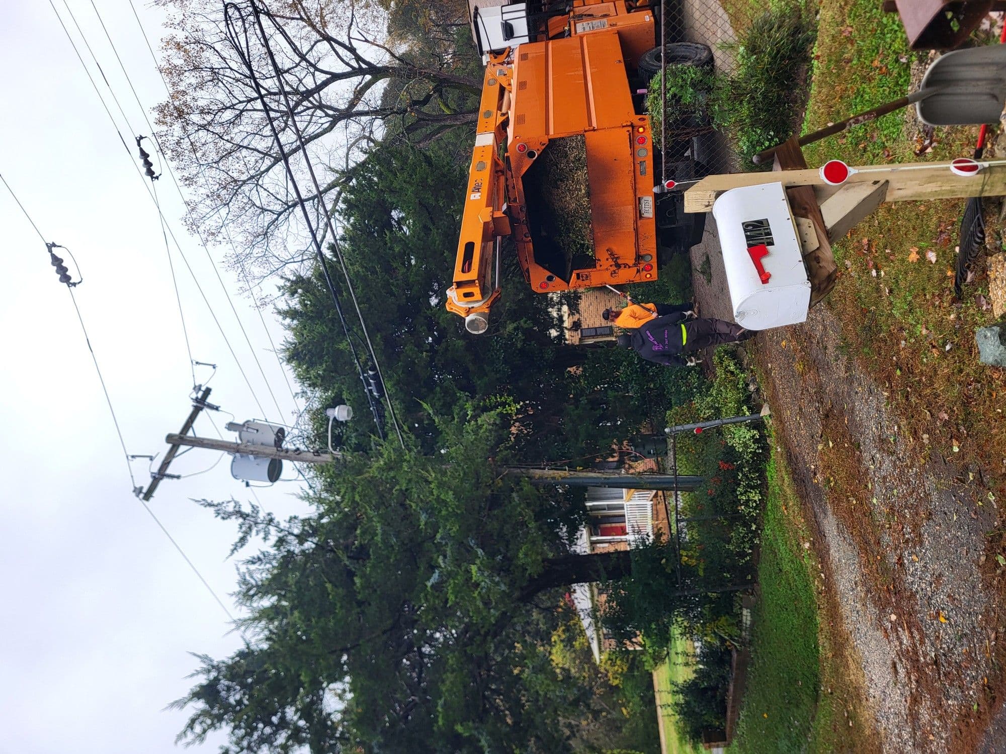 Project Ensuring Safety by Trimming Cedar Trees Away from Power Lines image