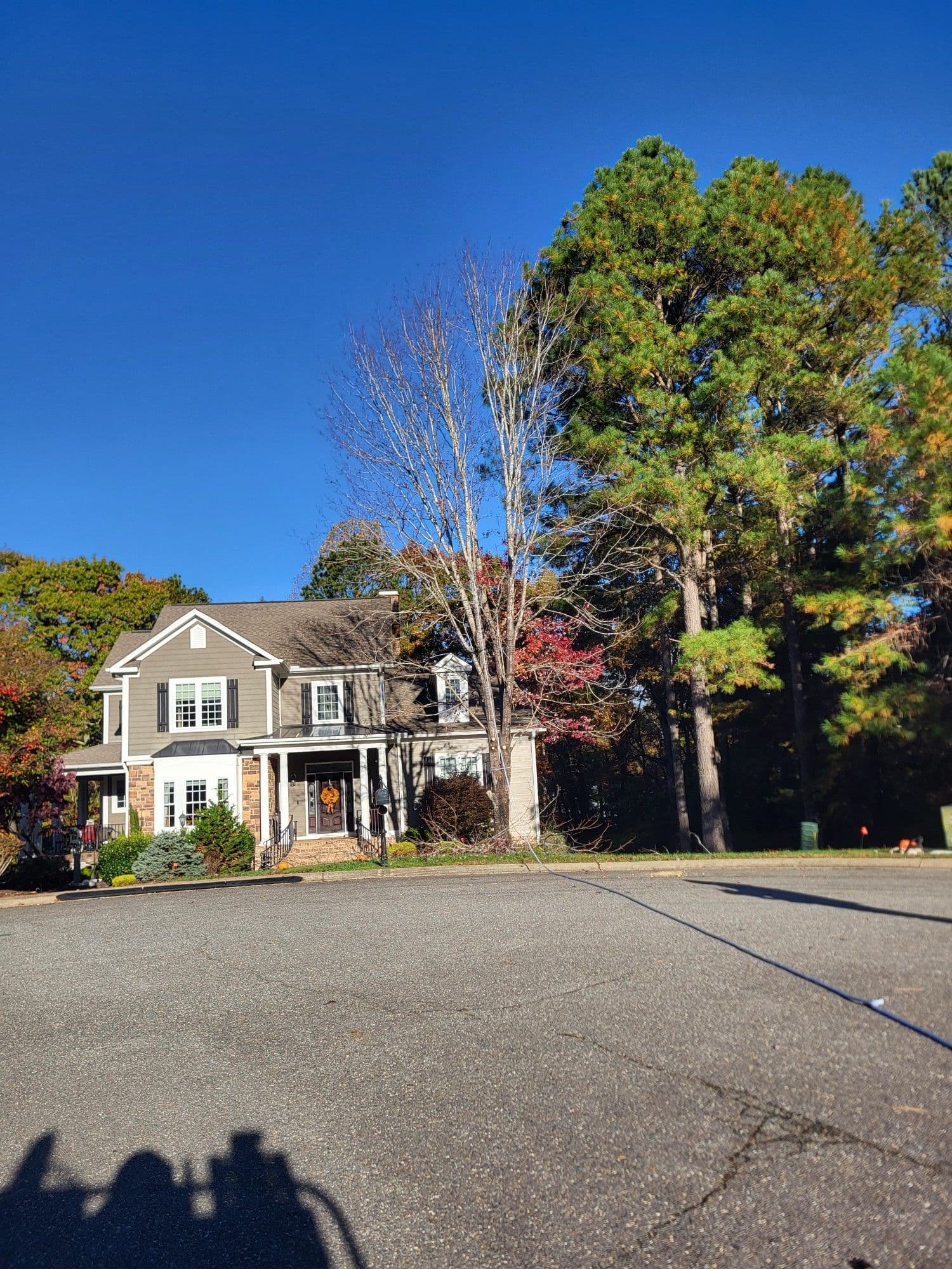 Gallery photos for Maple Tree Removal Enhances Curb Appeal and Safety: Image #1