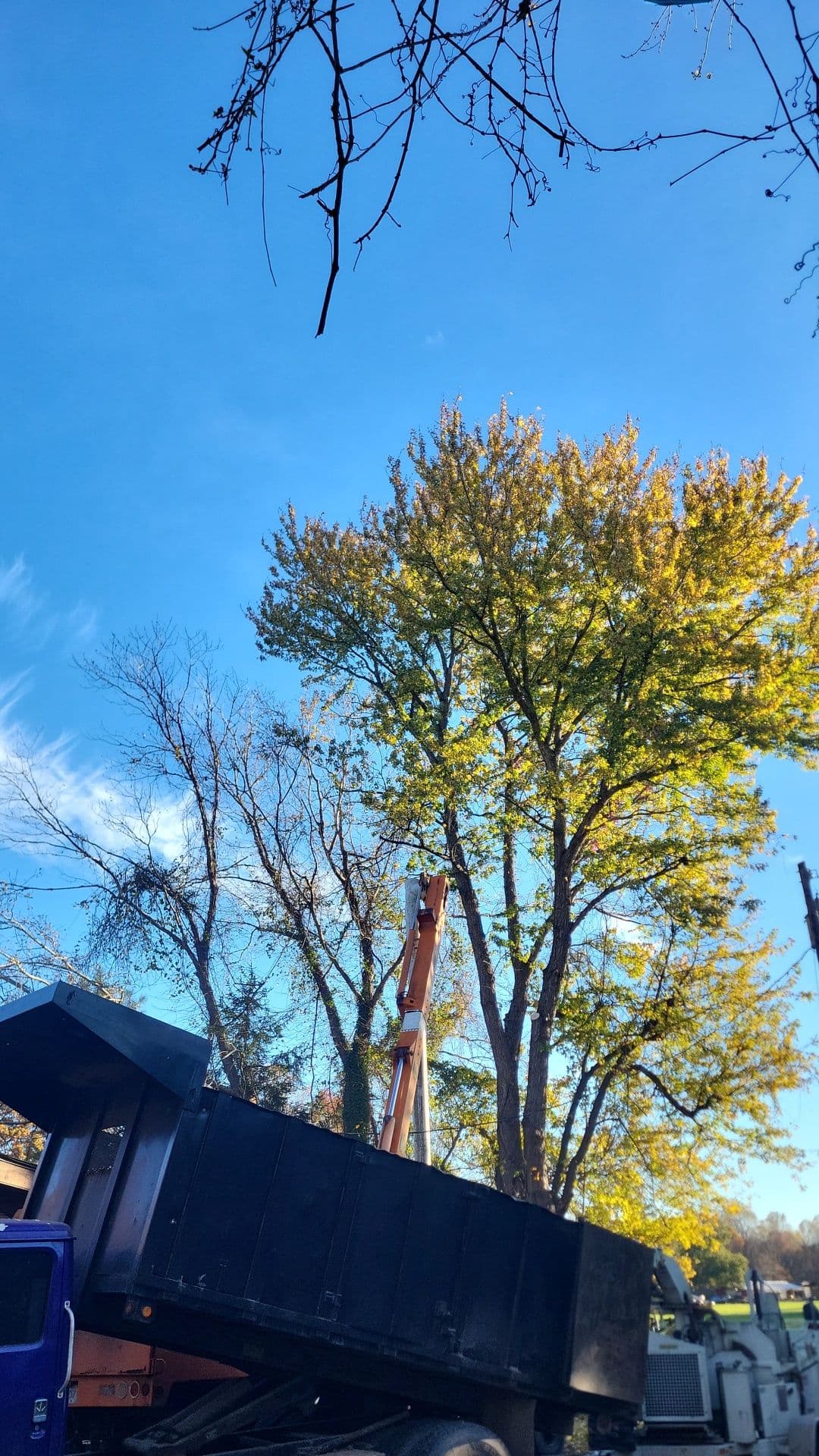 Project Trimming a Maple in Williamsburg image