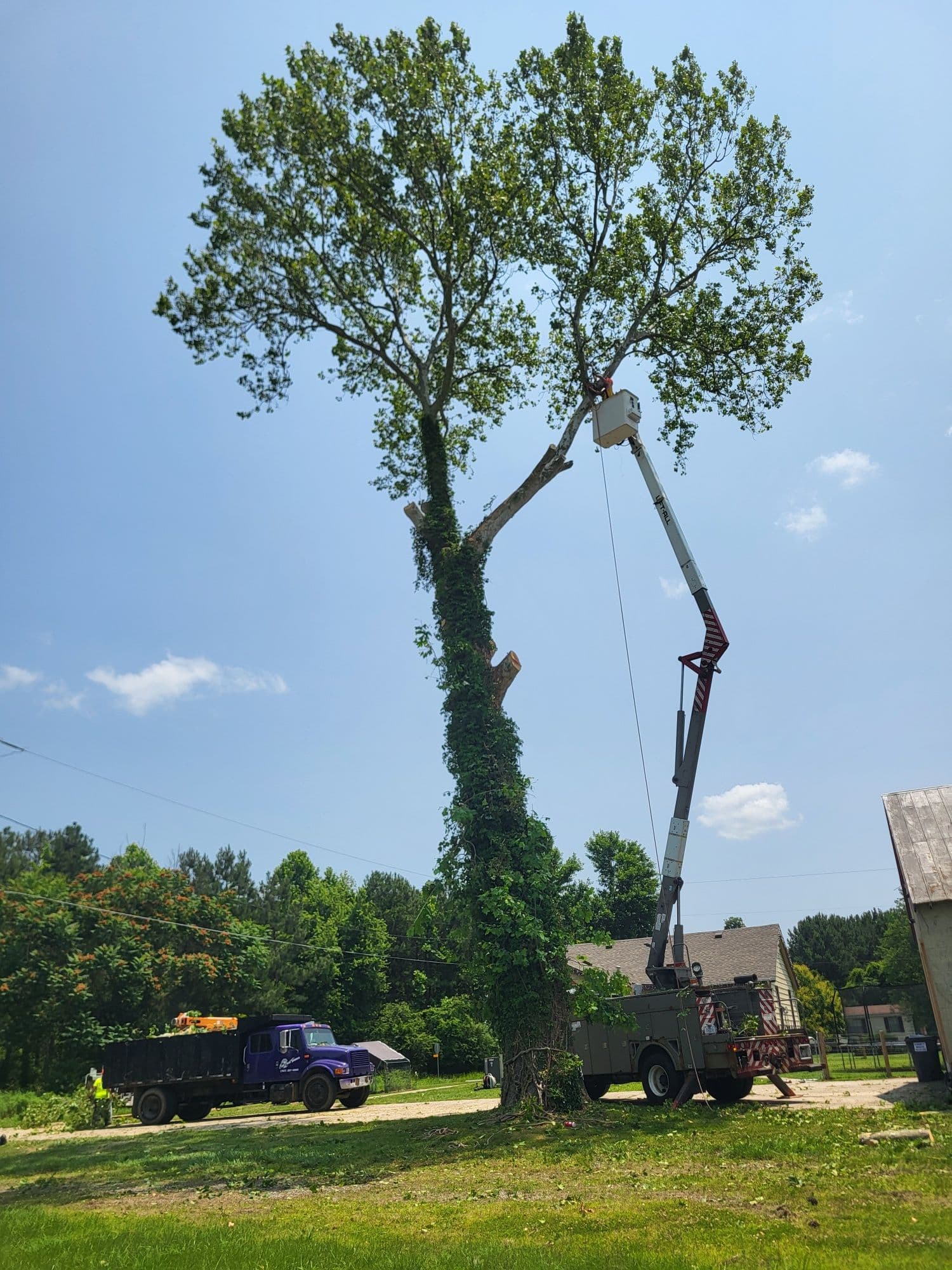 Project Safe and Efficient Tree Removal with Specialized Crane Services image