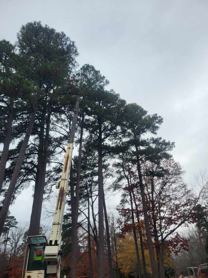 Project Safe Pine Tree Removal at Walsingham Academy with Crane Assist image