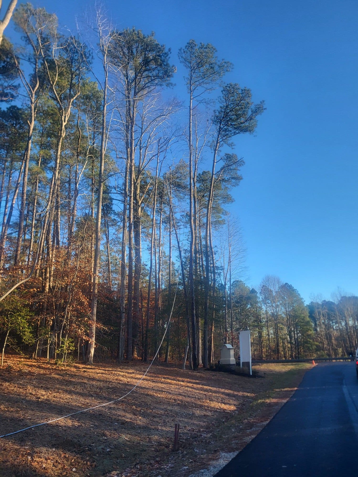 Project Pine Tree Removal with Toano Contractors image