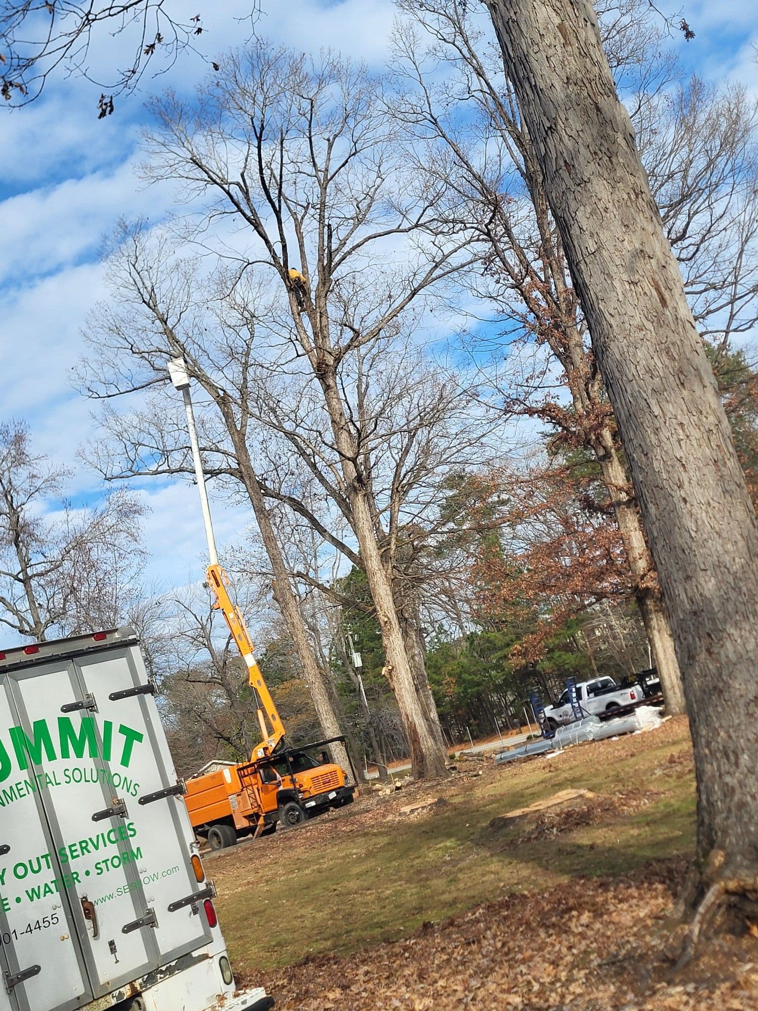Project Precision Tree Trimming in Yorktown image
