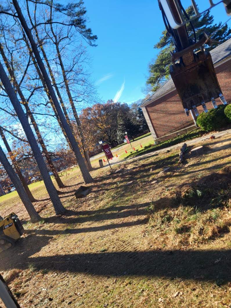 Project Safe and Efficient Tree Removal at Walsingham Academy image