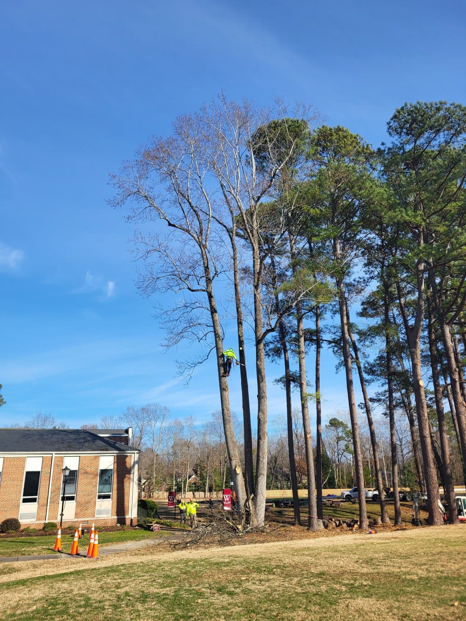 Gallery photos for Safe and Efficient Tree Removal at Walsingham Academy: Image #1