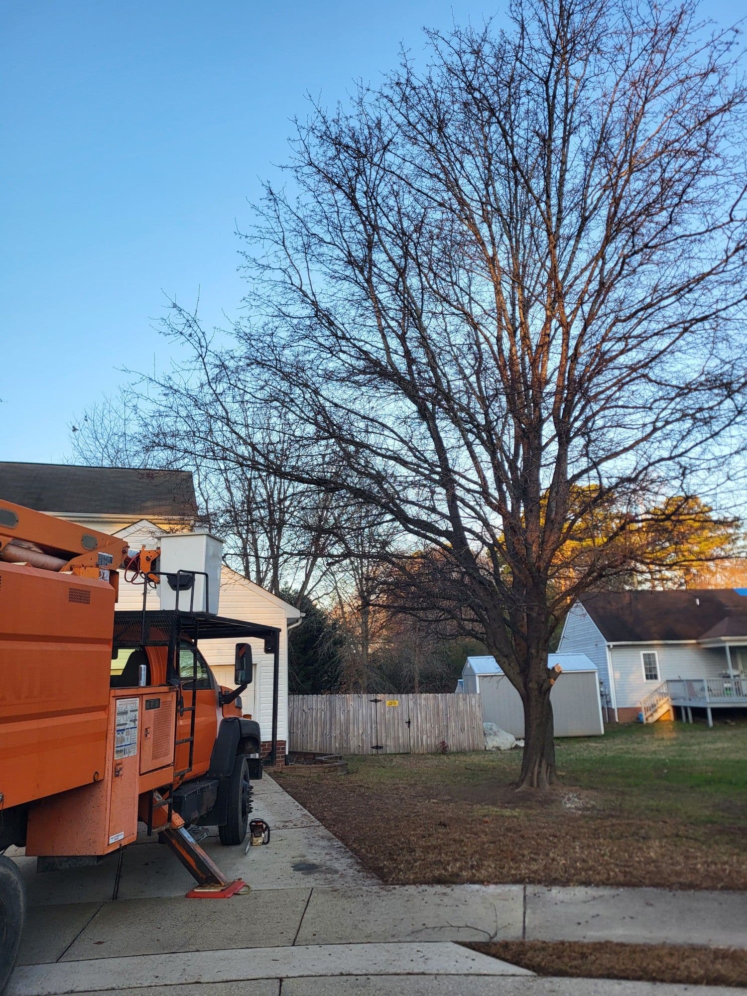 Project Bradford Pear Removal on a Sunny Day image