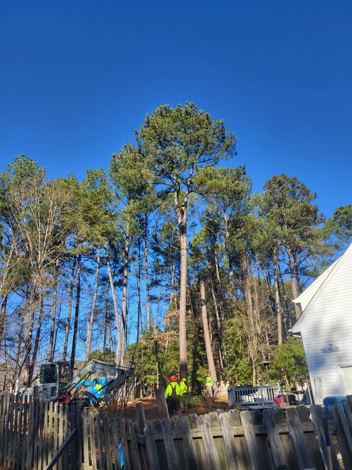 Project Pine Tree Removal for a Safer Yard image