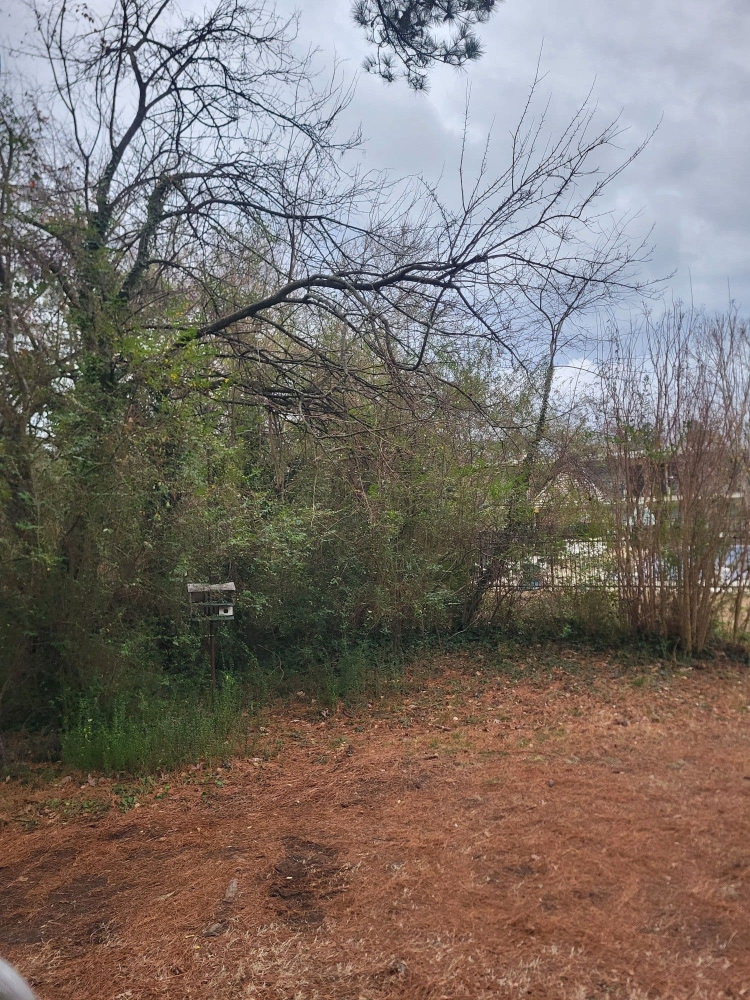 Clearing Overgrown Vegetation in Williamsburg image