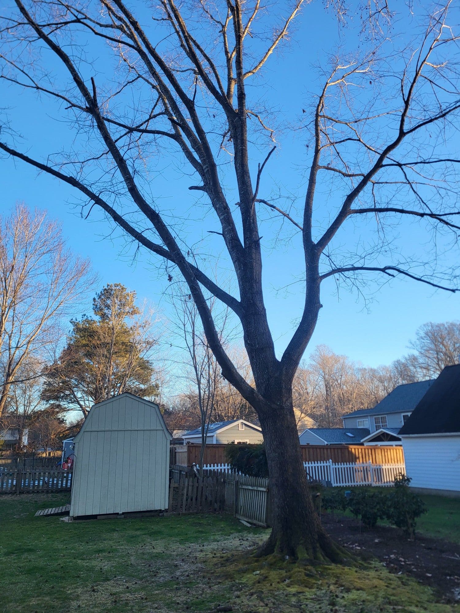 Gallery photos for Red Oak Removal in Williamsburg: Image #1