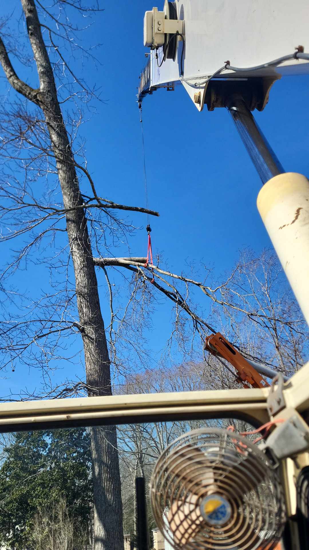 Bringing Down a Mighty White Oak with Precision
