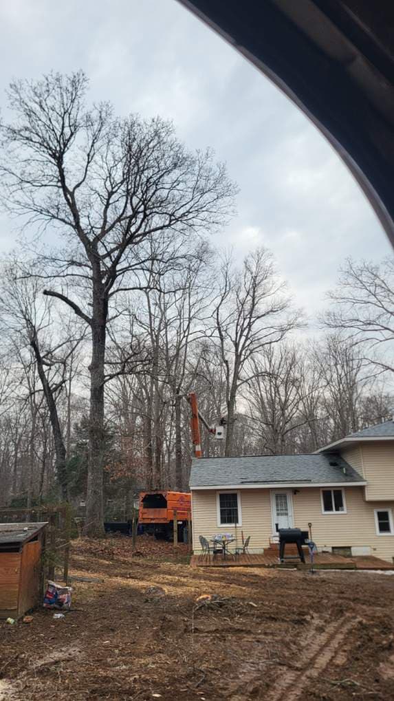 Project Safe Tree Removal in Williamsburg image