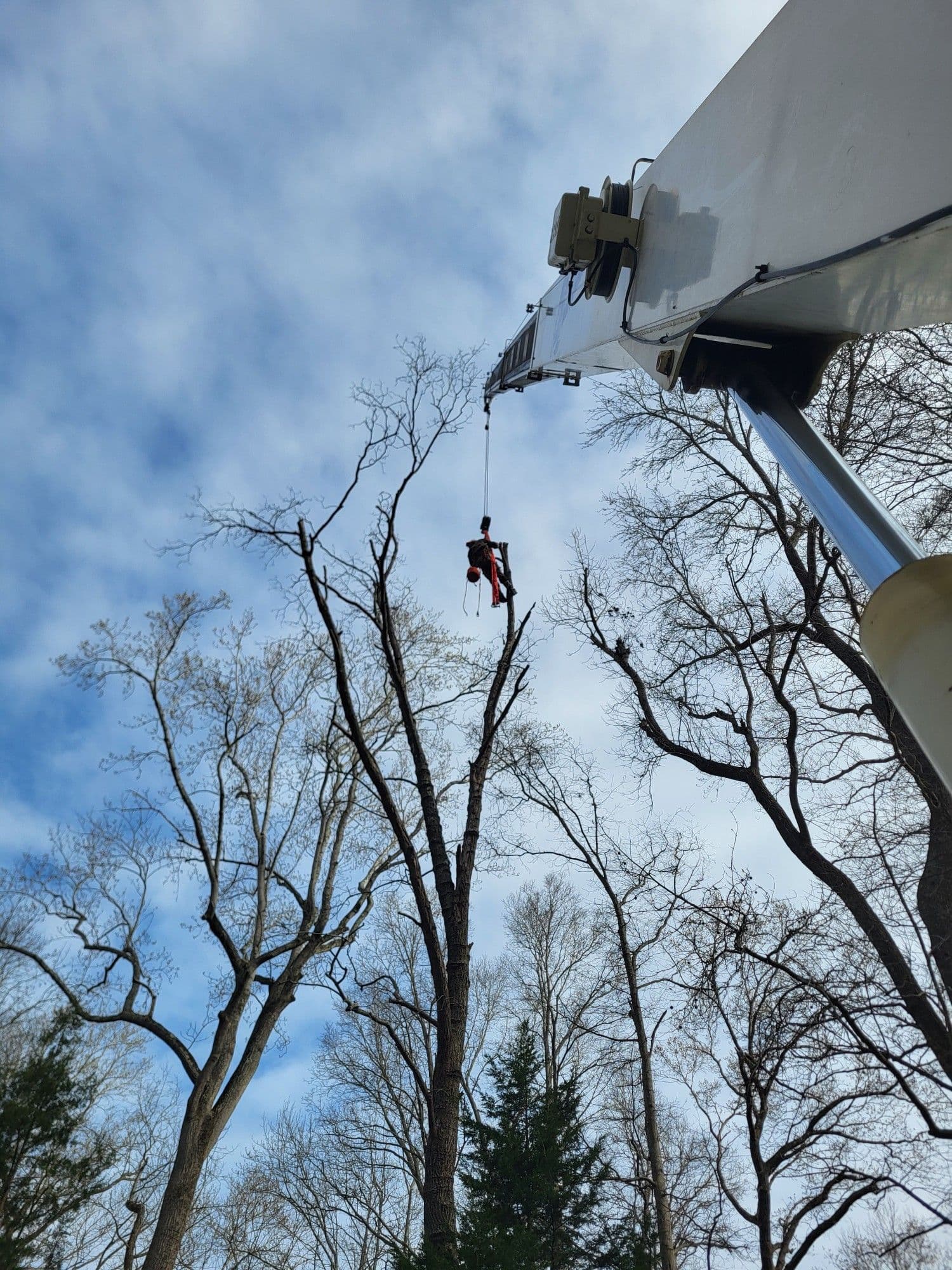 Expert Crane-Assisted Tree Removal image