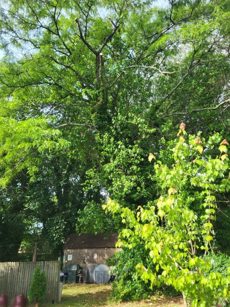 Large Elm Tree Removal Over a Backyard Shed image