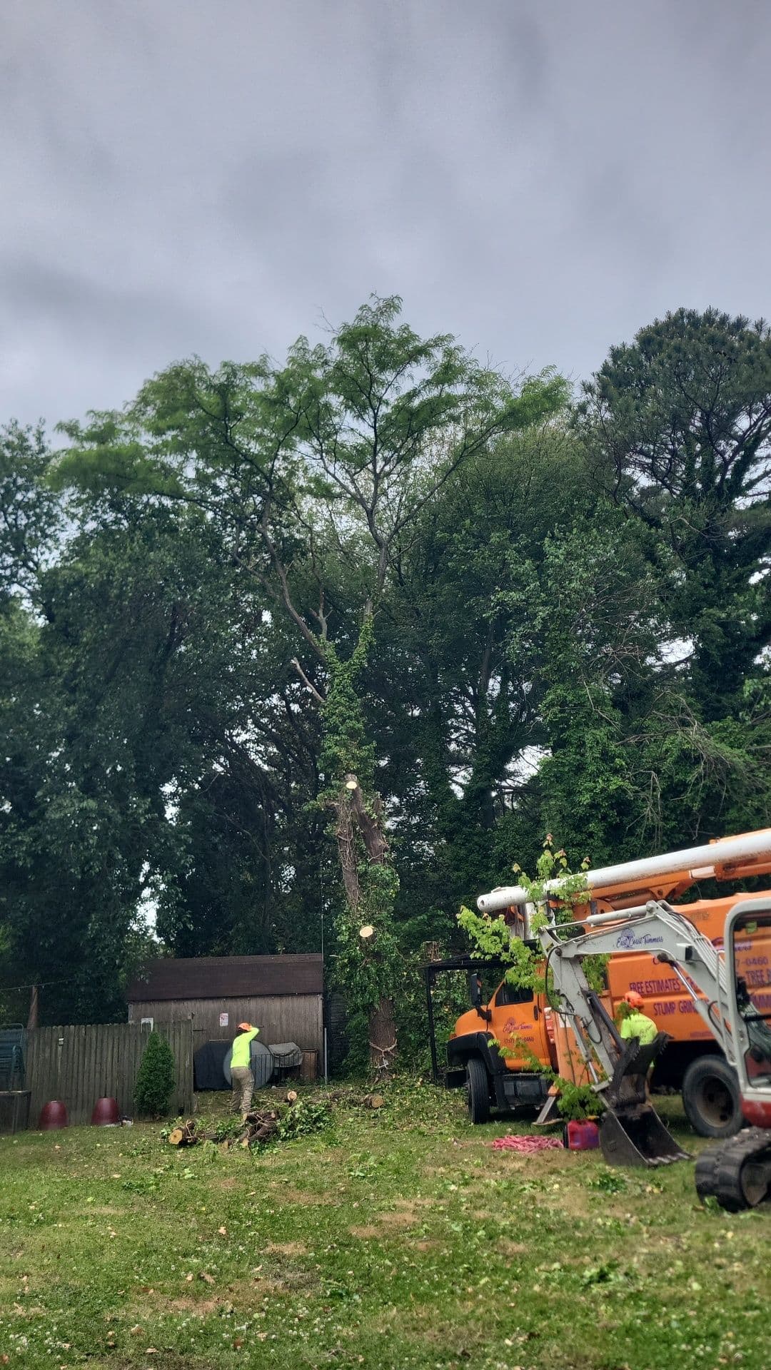 Gallery photos for Large Elm Tree Removal Over a Backyard Shed: Image #1
