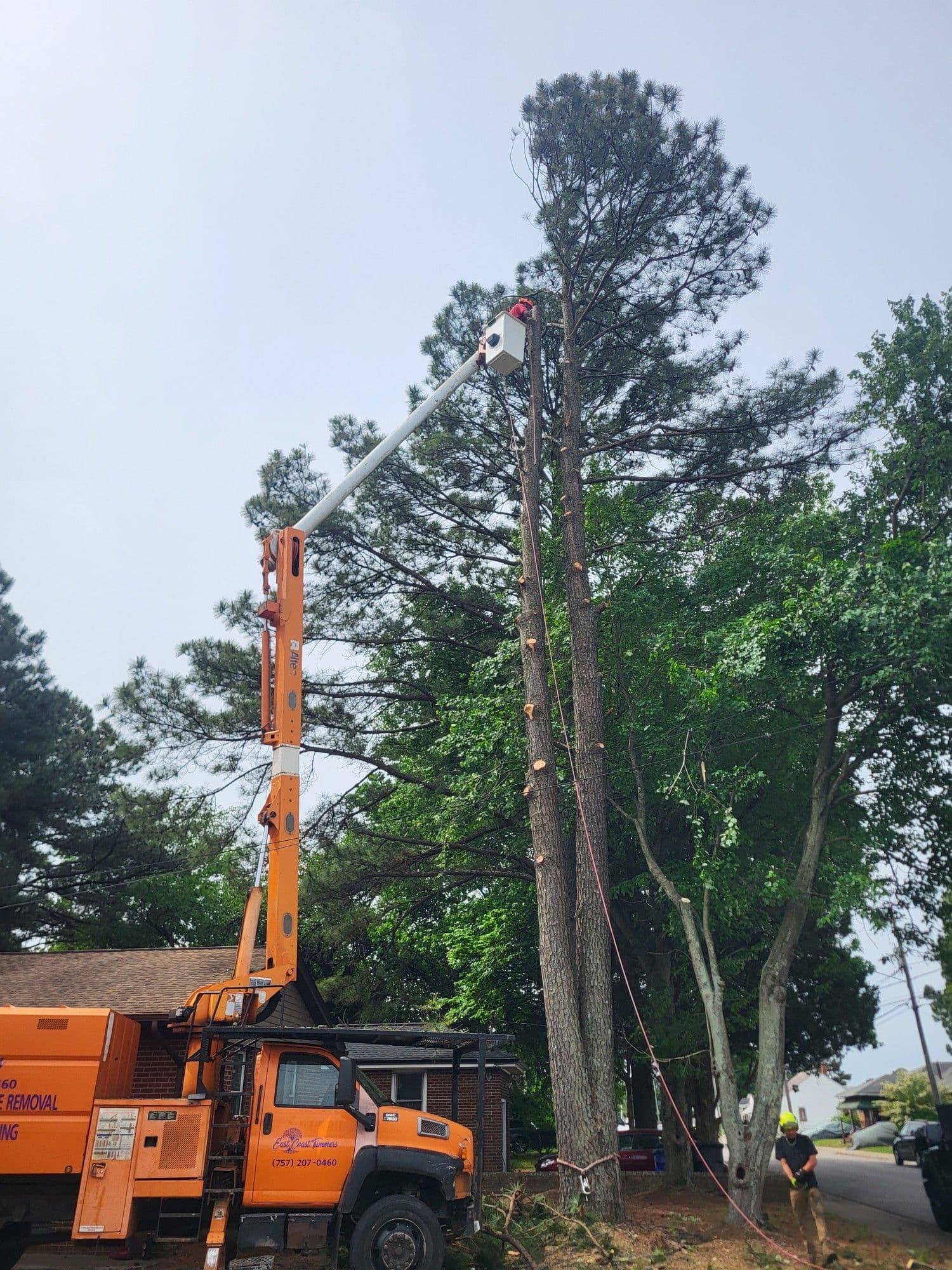 Project Why Codominant Pines Are Riskier Than They Look image