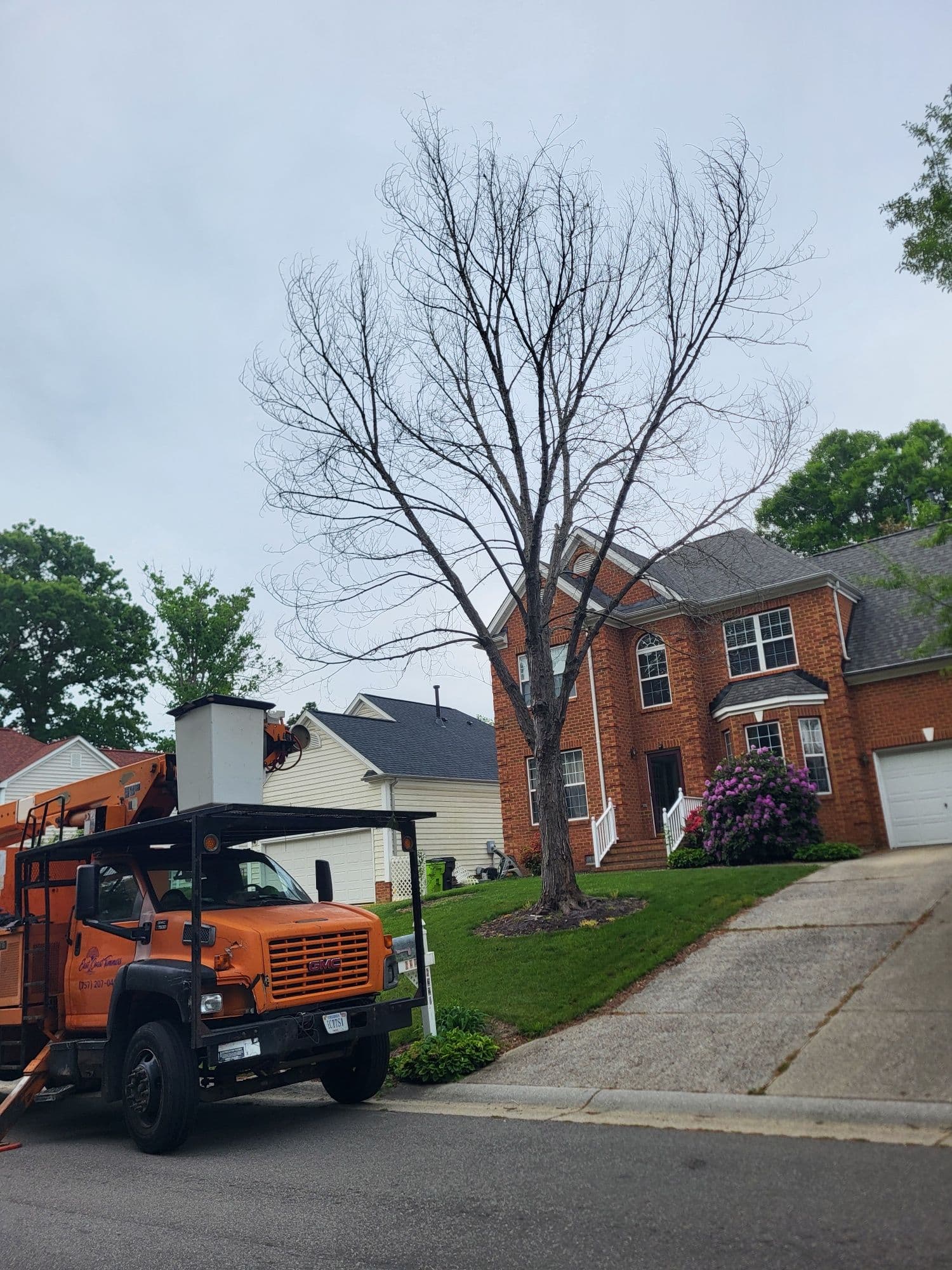 Dead Maple Removal Close to a Home image