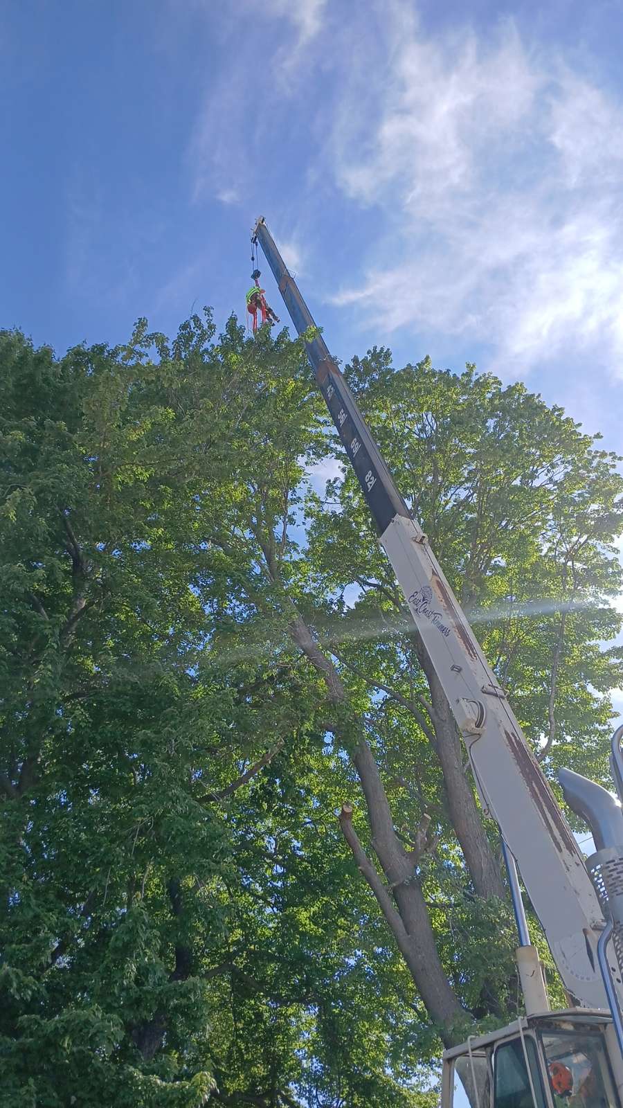 Crane-Assisted Tree Removal Near Power Lines Done Right image