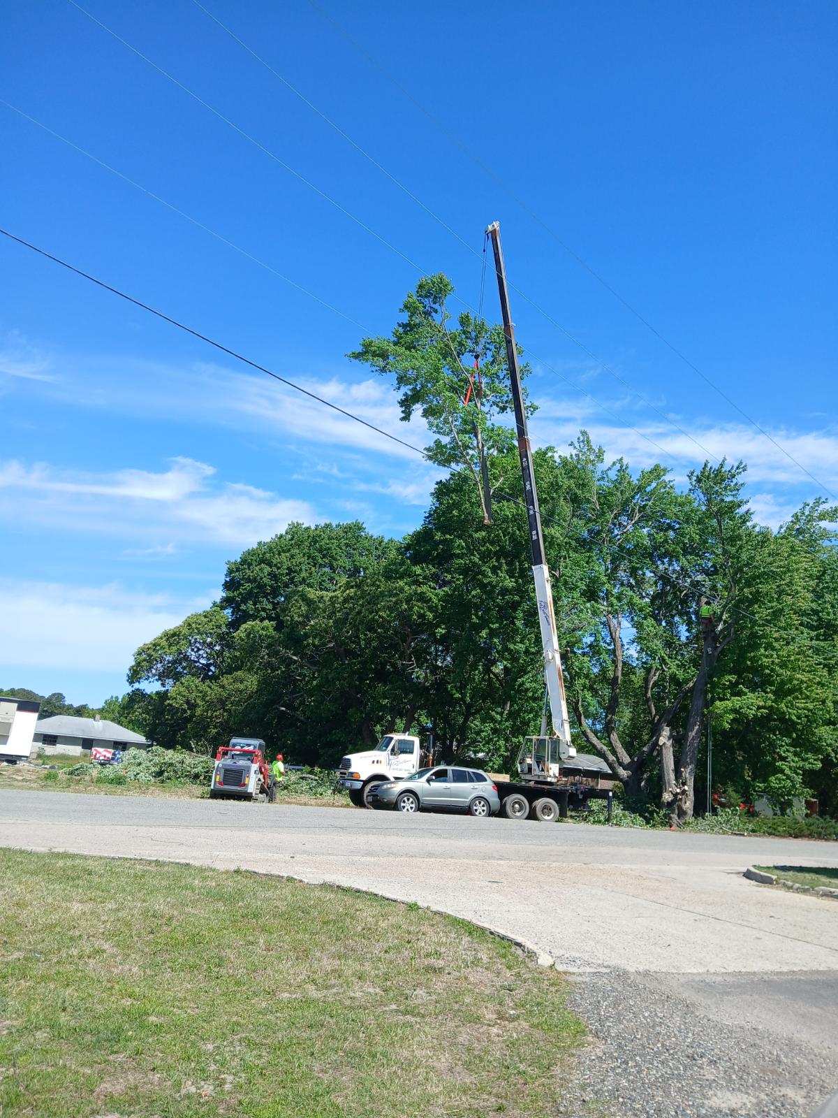 Gallery photos for Crane-Assisted Tree Removal Near Power Lines Done Right: Image #1