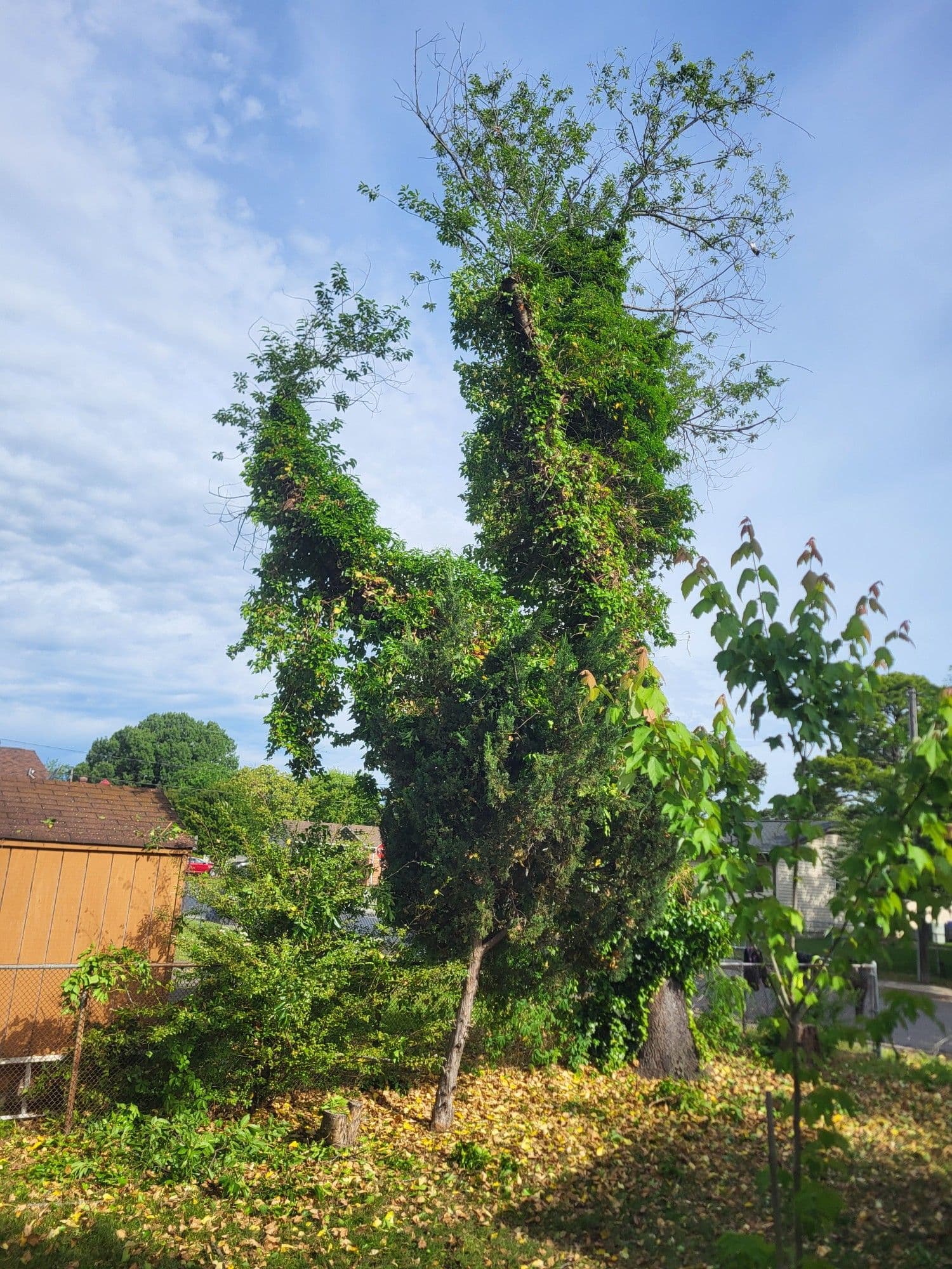When Vines Take Over a Cedar Tree image