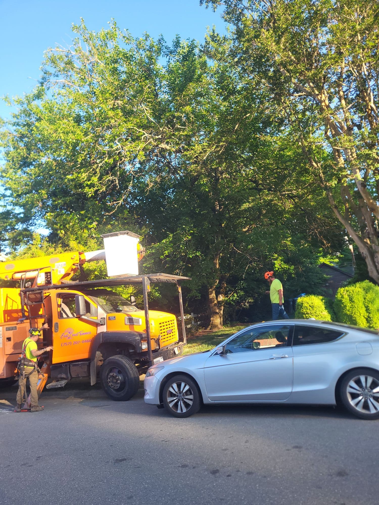 Mulberry Tree Removal Done Right Every Time