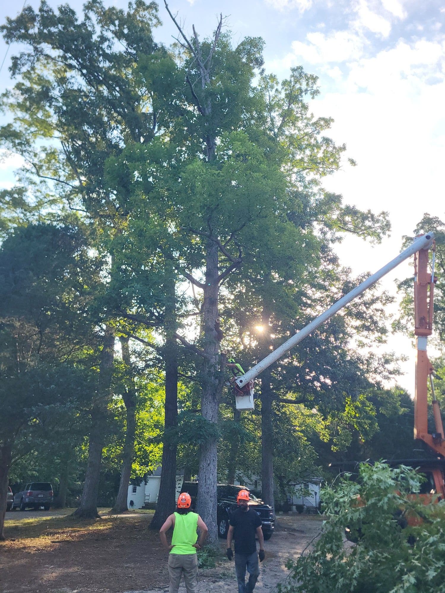 Declining Oak Removal Done Right and Done Safely