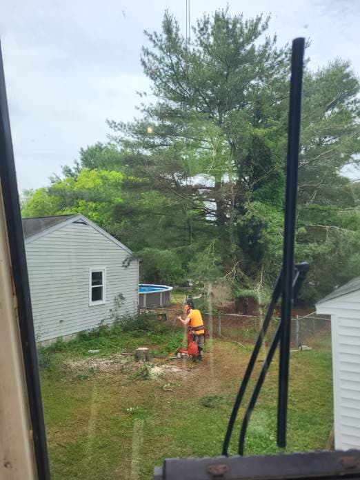 Crane-Assisted White Pine Removal in Gloucester image