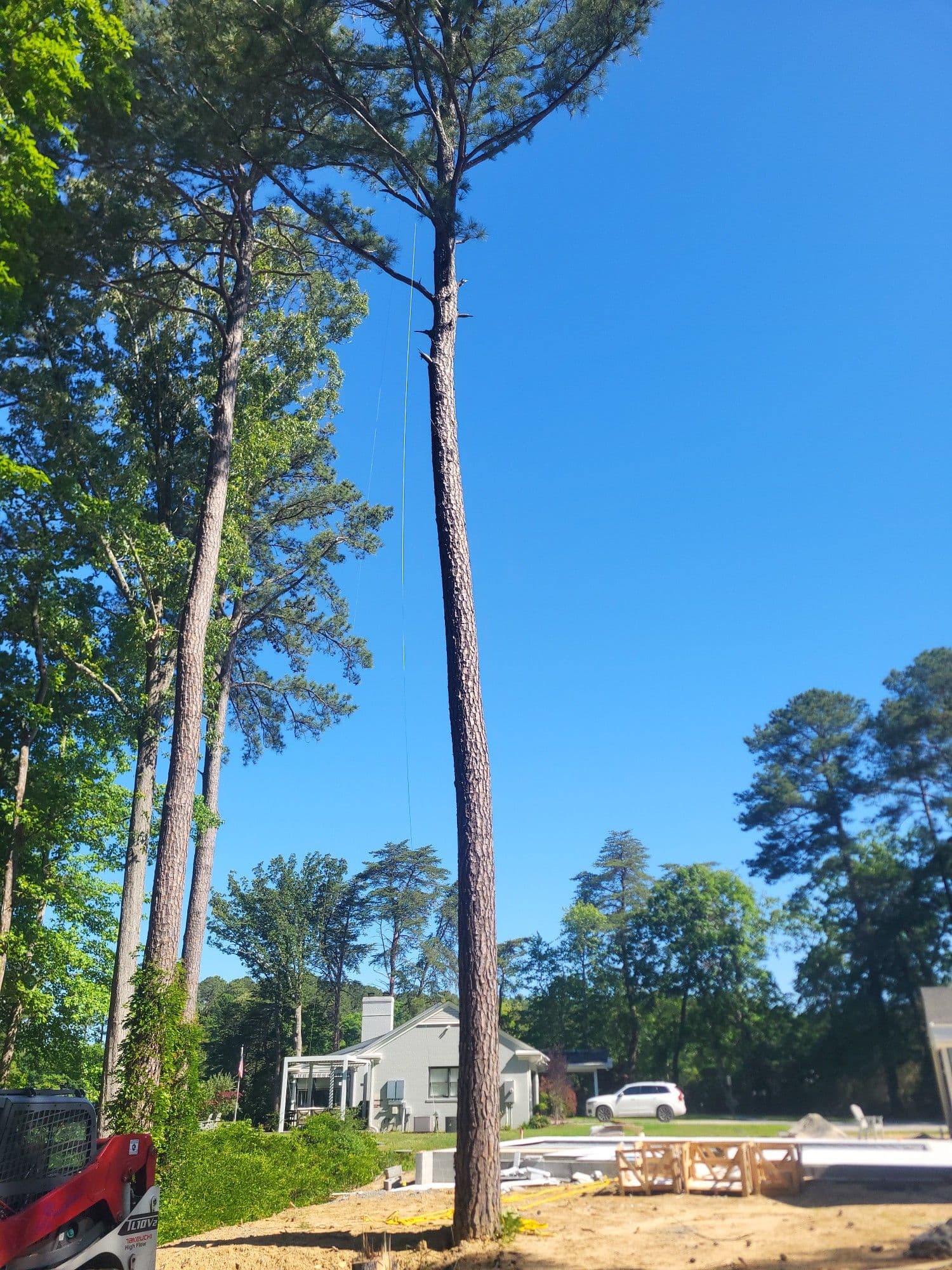 Pine Tree Removal Next to an Active Pool Build image