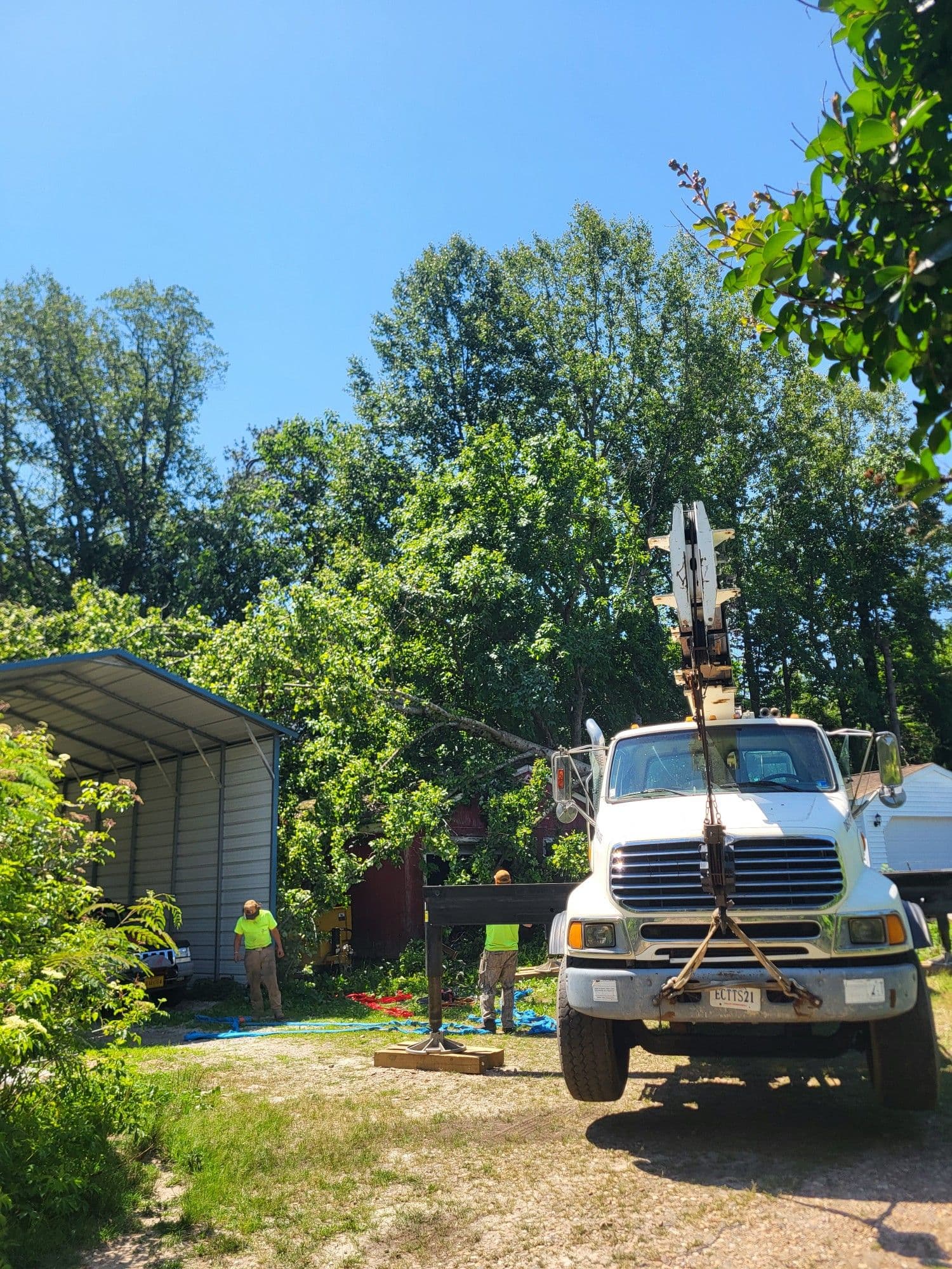 When the Tree Can't Wait, We Bring the Crane image