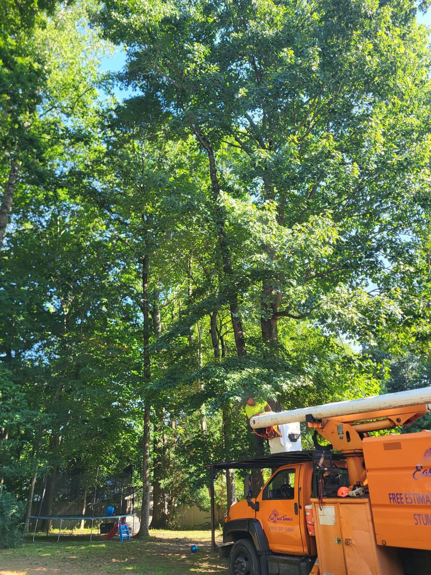 Large Gum Tree Removal Done Right in Gloucester image