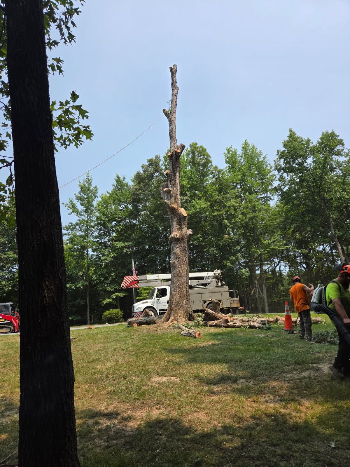 Project Rotten and Ant-Infested Oak Removed Before It Became a Real Problem image