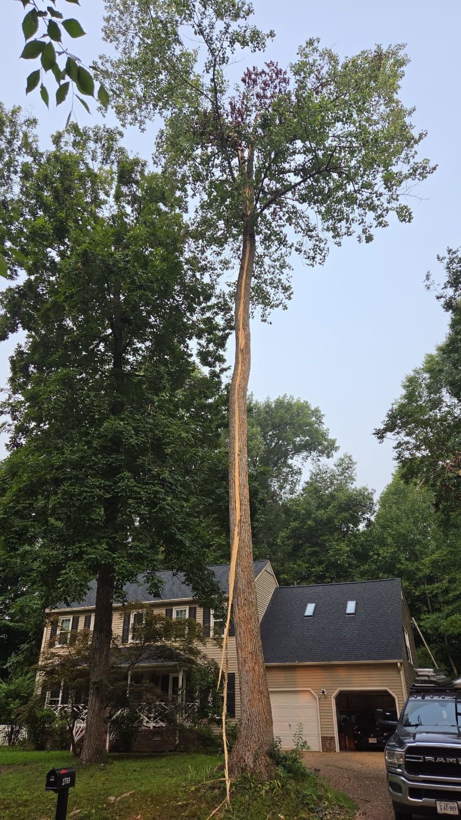 Project Lightning-Split Poplar Removal Right Next to a Home image