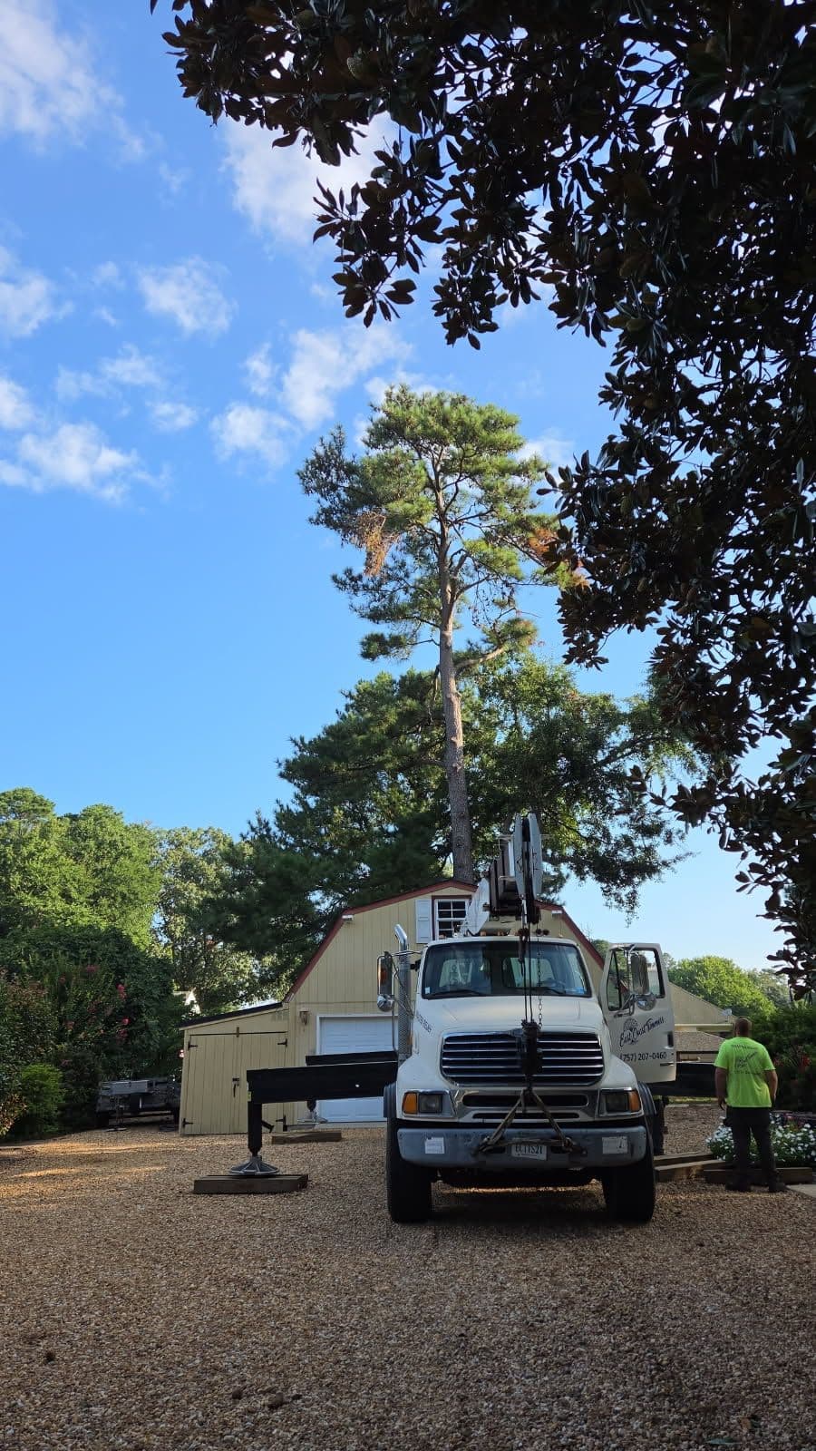 Tall Pine Removal Done Right with Crane Precision