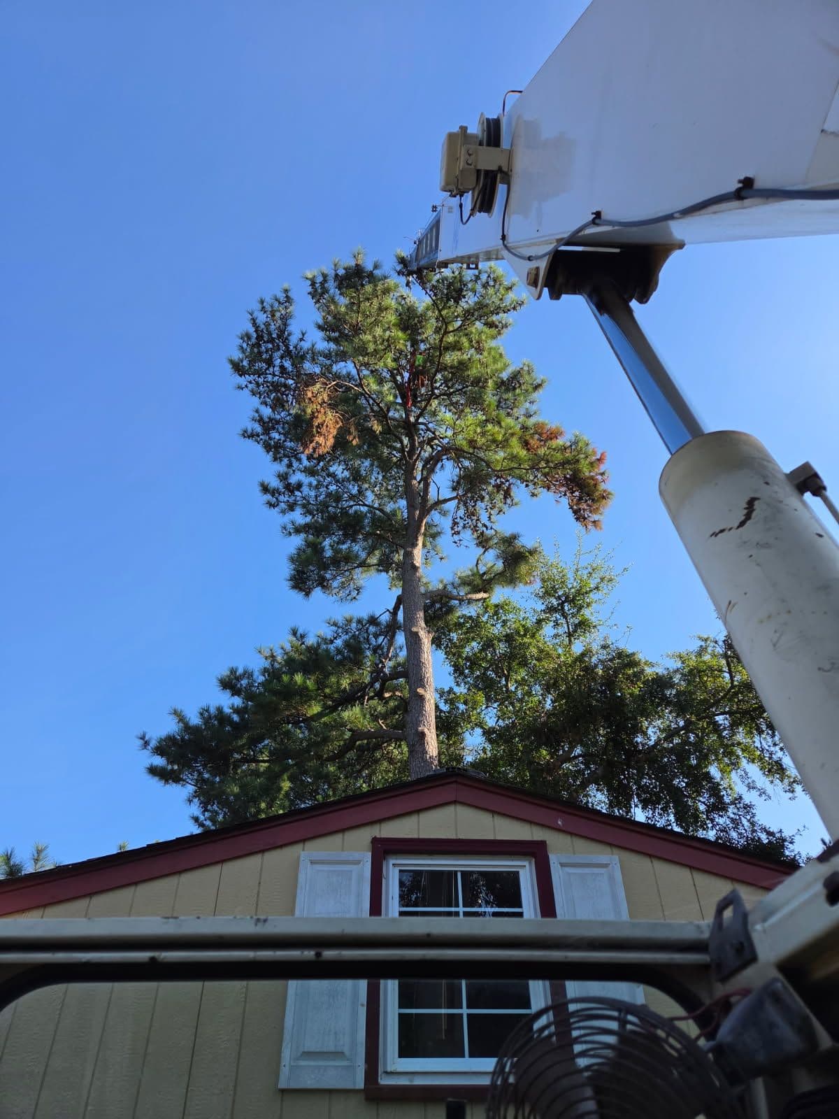 Gallery photos for Tall Pine Removal Done Right with Crane Precision: Image #1