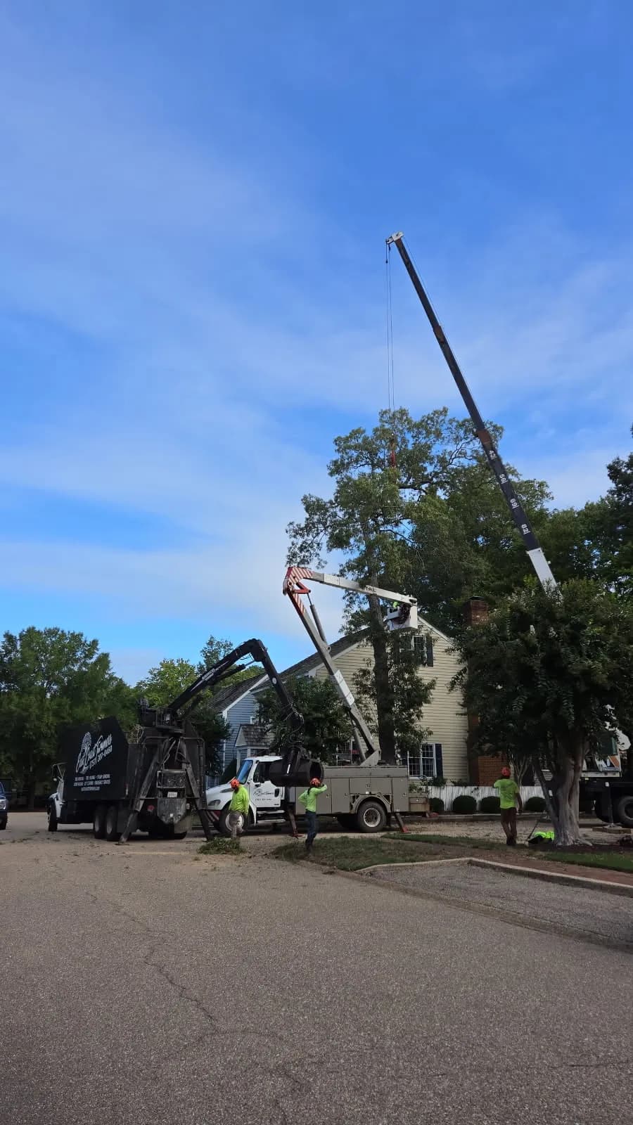 Large Oak Removal Next to a Home Done Right image
