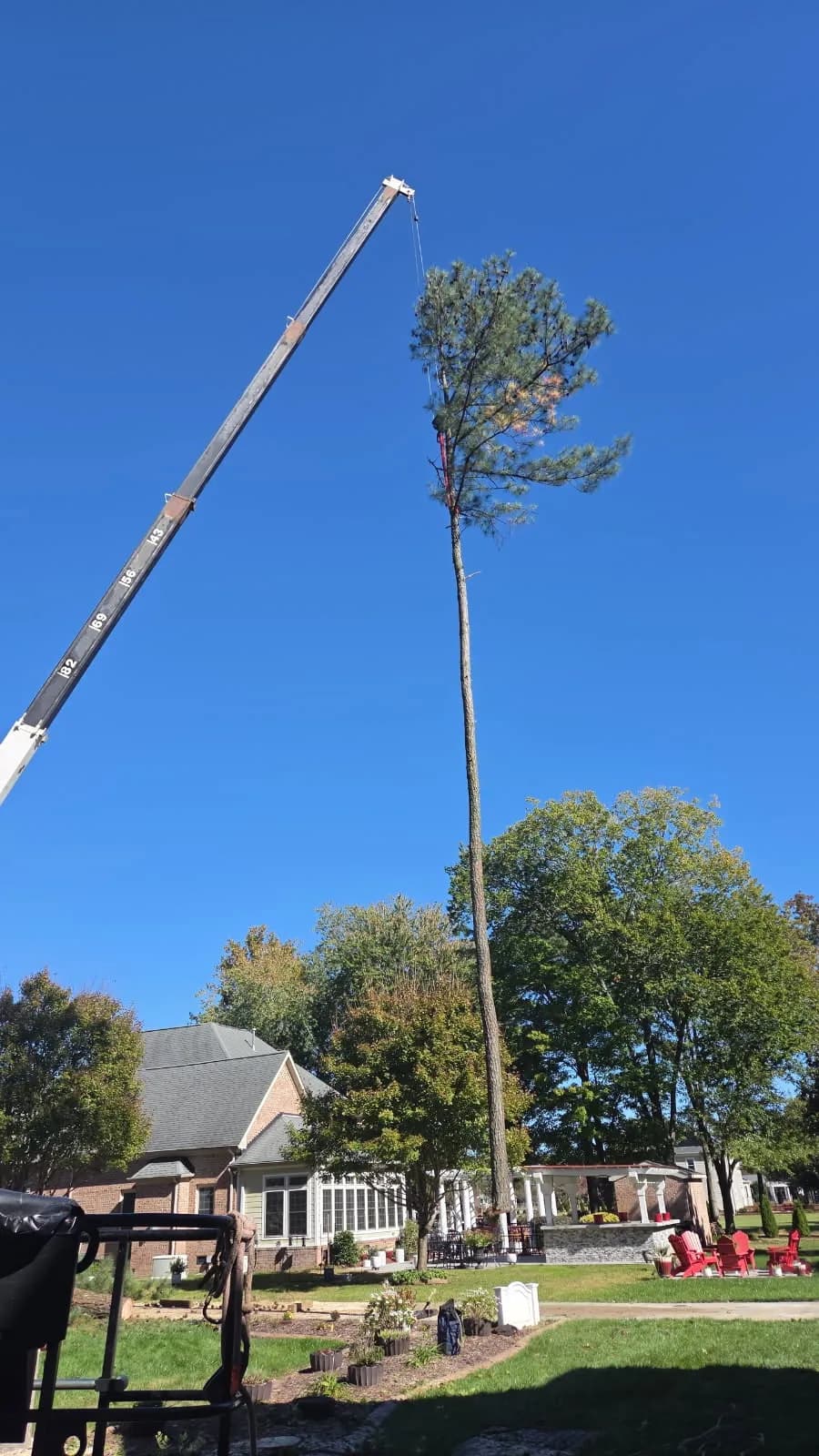 Crane-Assisted Large Tree Removal Done Right image