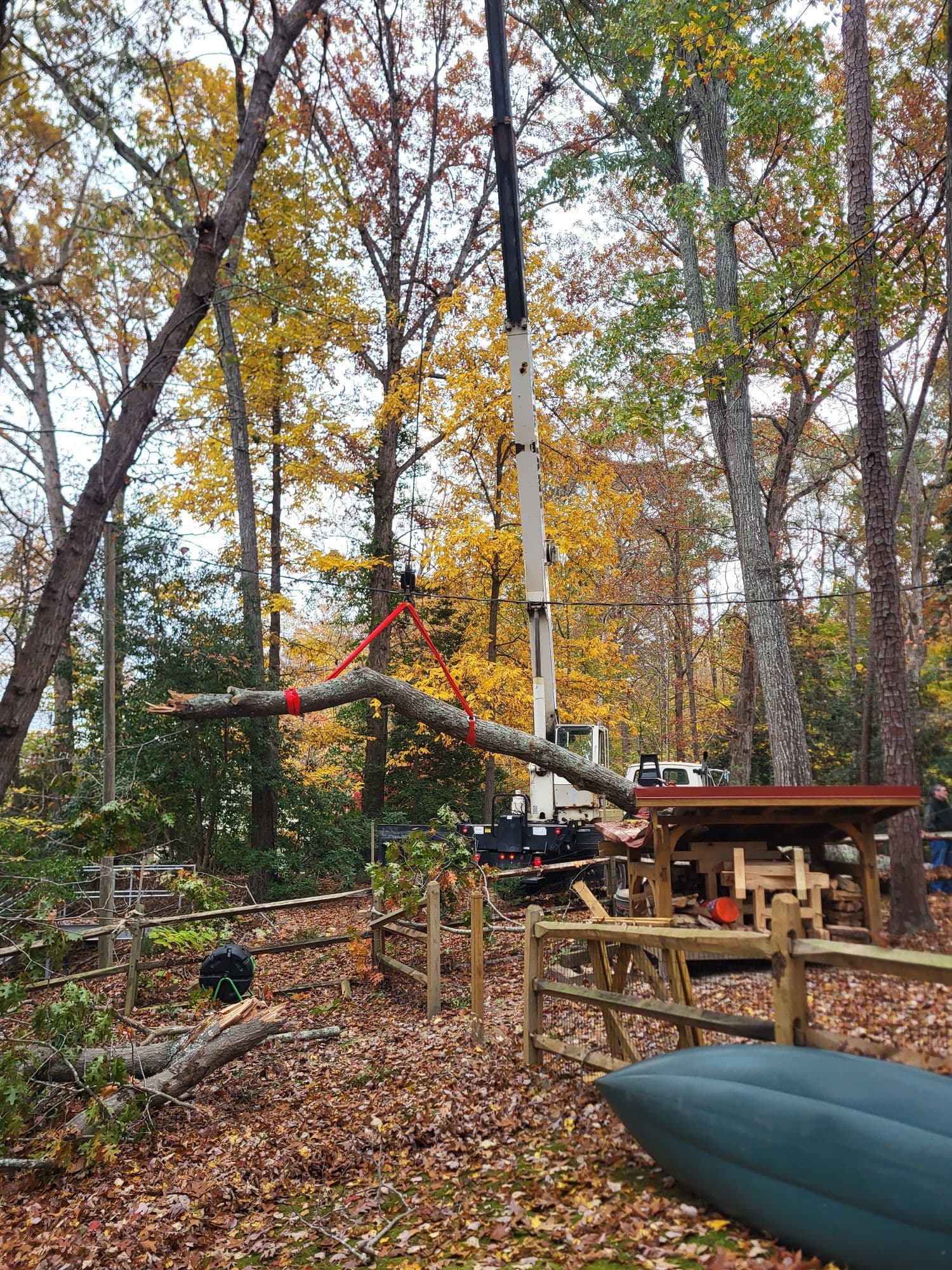 Crane Power and Skill at Williamsburg Oak Removal image
