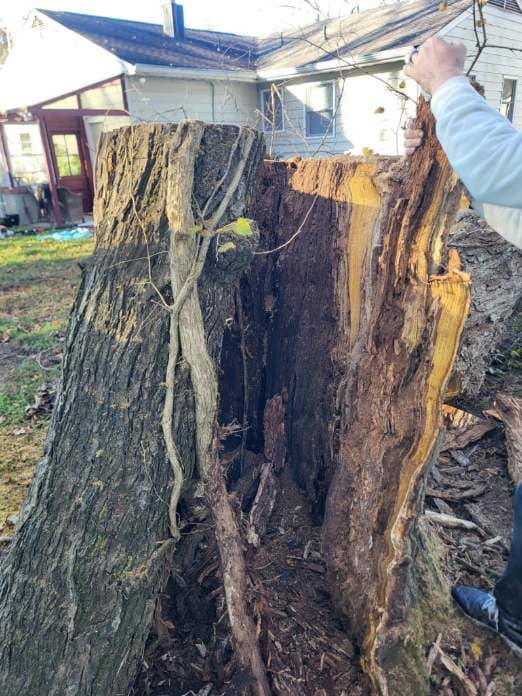 Safe Yard Restoration with Expert Tree Services image