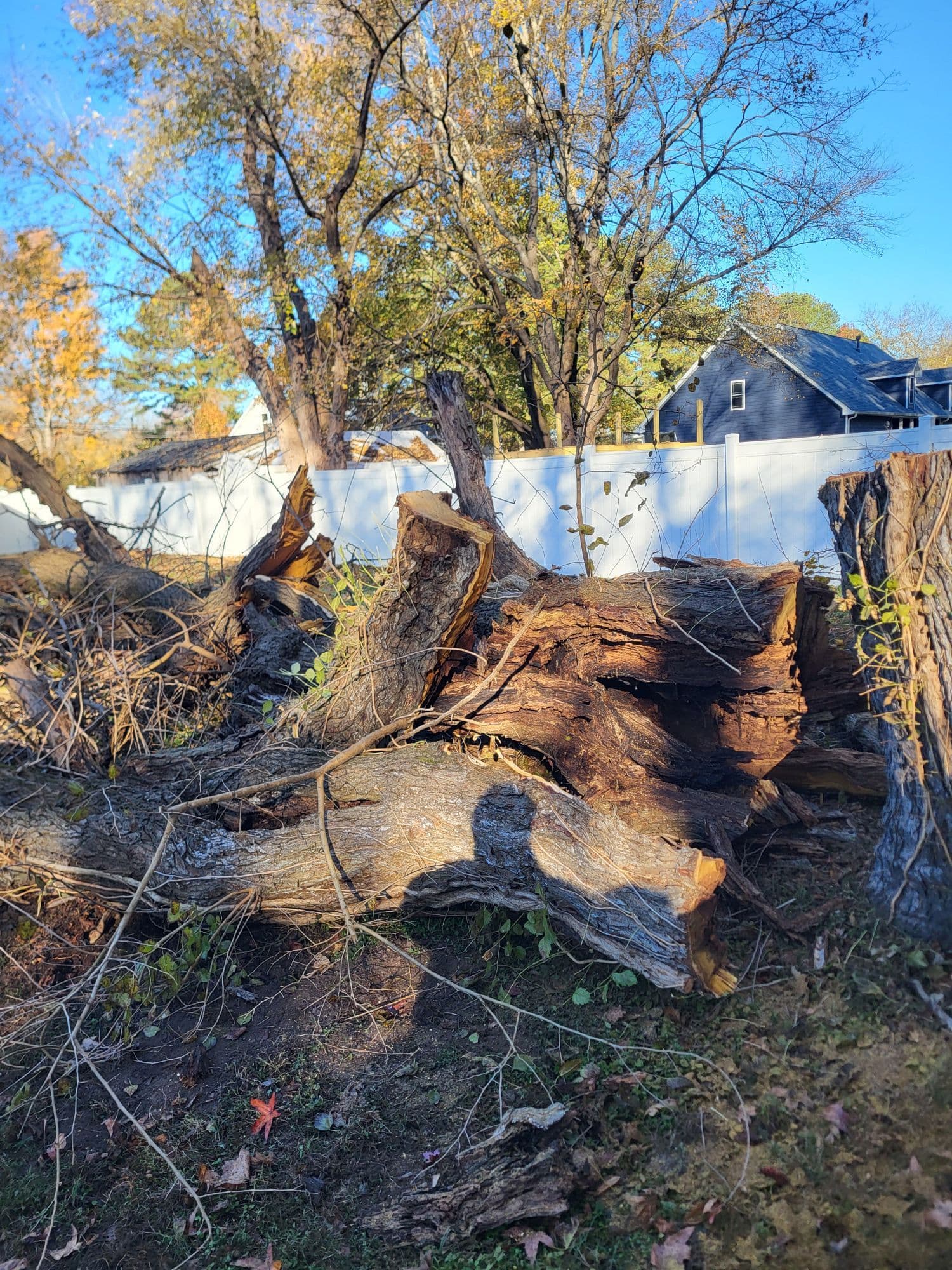 Gallery photos for Safe Yard Restoration with Expert Tree Services: Image #2