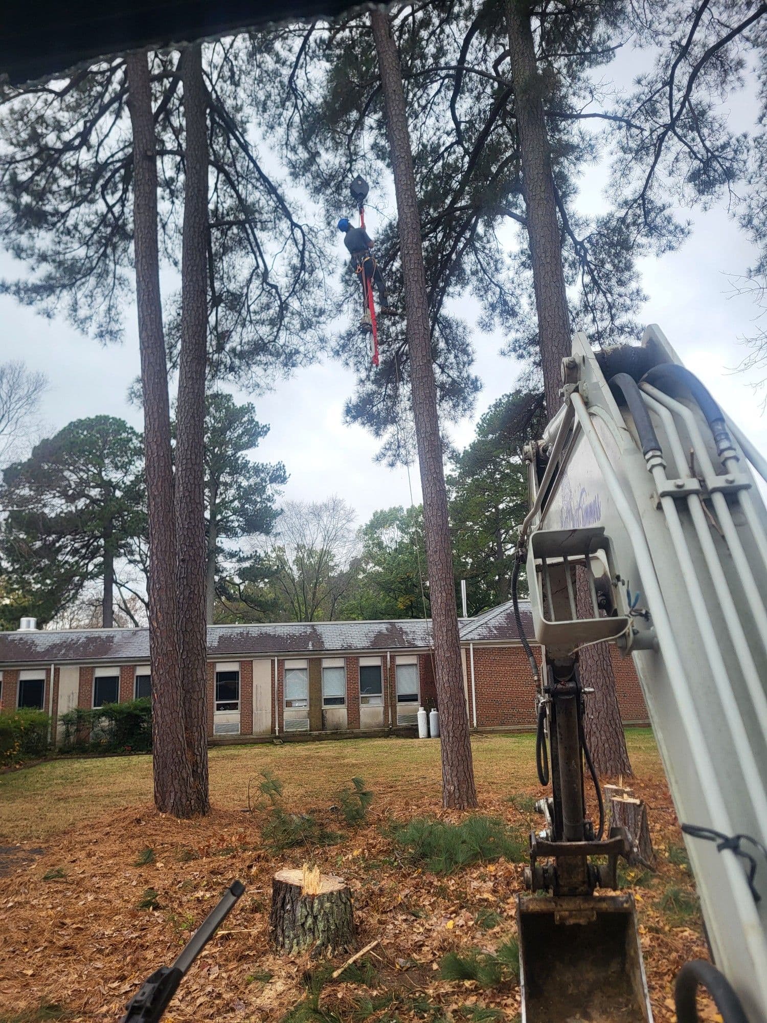 Gallery photos for Safe Pine Tree Removal at Walsingham Academy with Crane Assist: Image #1
