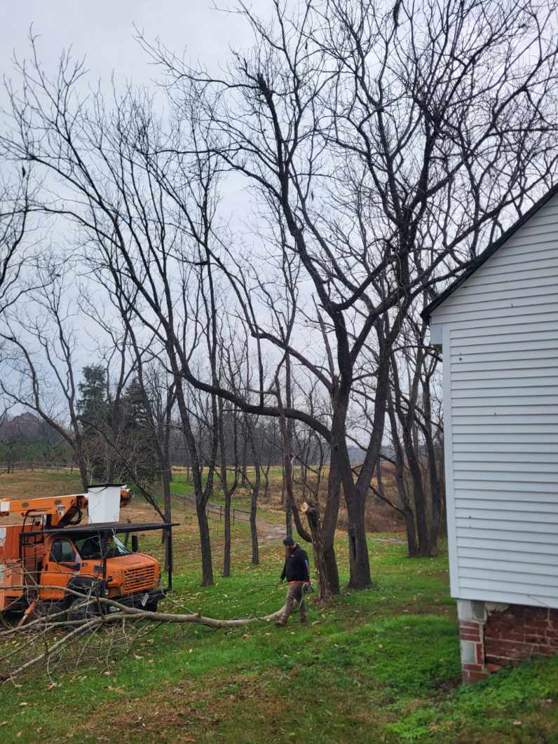 Expert Walnut Tree Removal Overcomes Challenges image
