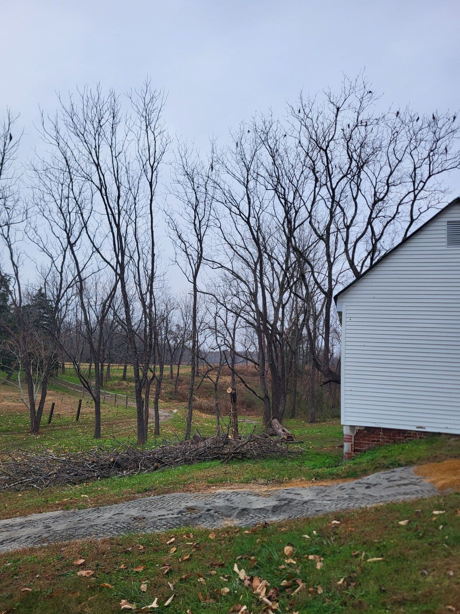 Gallery photos for Expert Walnut Tree Removal Overcomes Challenges: Image #1