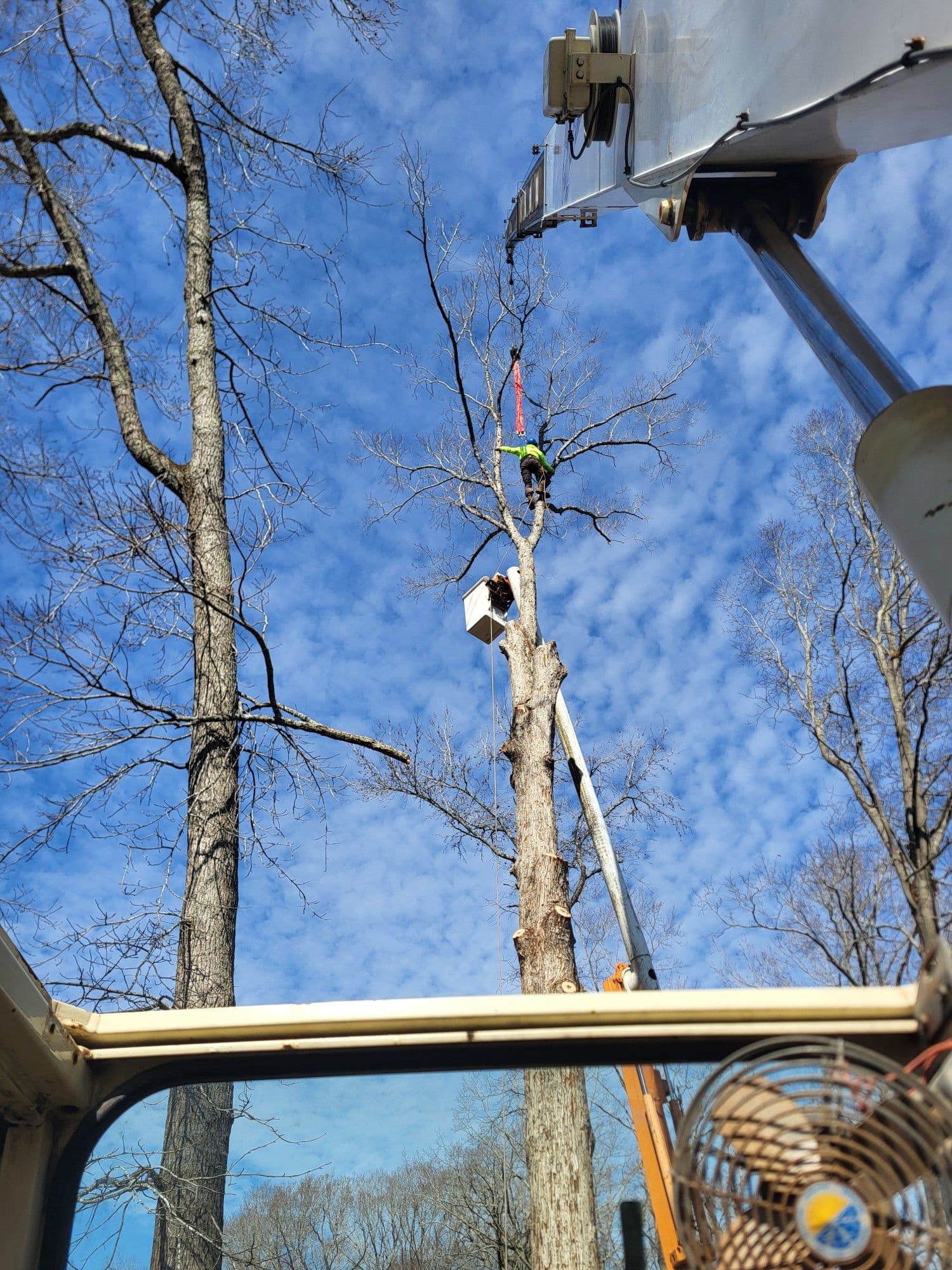 Gallery photos for Bringing Down a Mighty White Oak with Precision: Image #1