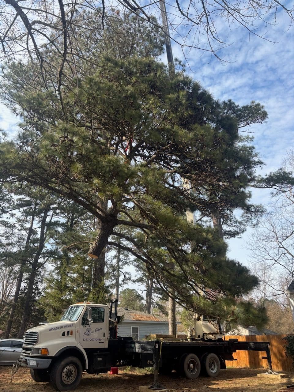 Gallery photos for Efficient Tree Removal with Crane Expertise: Image #1