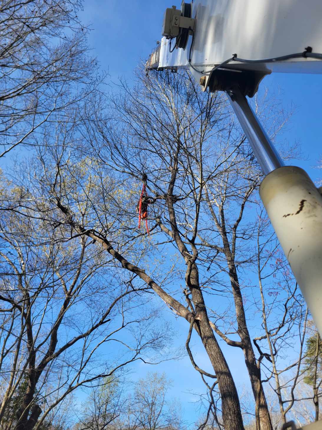 Precision Tree Removal Using Crane Expertise image
