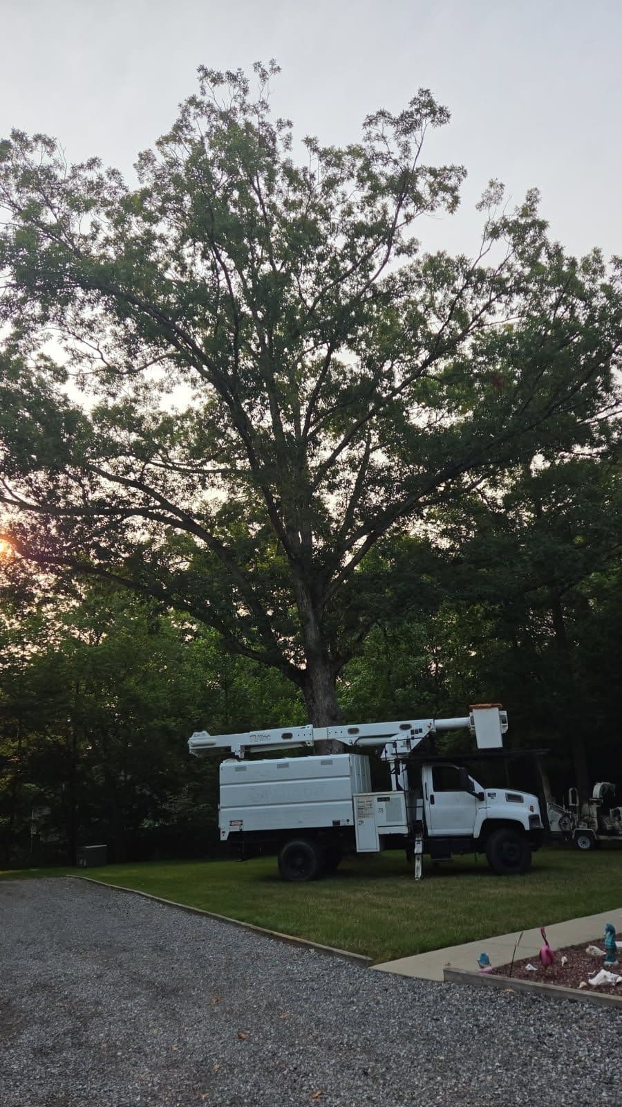 Gallery photos for Rotten and Ant-Infested Oak Removed Before It Became a Real Problem: Image #1